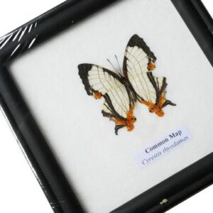 FRAMED REAL BEAUTIFUL THE COMMON MAP BUTTERFLY DISPLAY INSECT TAXIDERMY 5"X5"X1"
