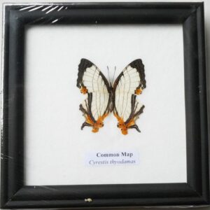 framed real beautiful the common map butterfly display insect taxidermy 5"x5"x1"