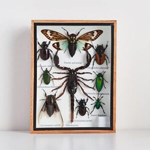 9 real mixs very rare insect taxidermy set in boxes display for collectibles