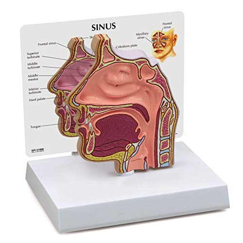GPI Anatomicals - Sinus Model | Human Body Anatomy Replica of Normal Nose & Nasal Passages for Doctors Office Educational Tool