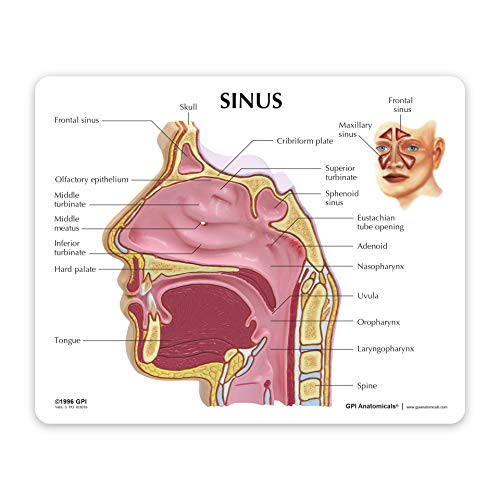 GPI Anatomicals - Sinus Model | Human Body Anatomy Replica of Normal Nose & Nasal Passages for Doctors Office Educational Tool