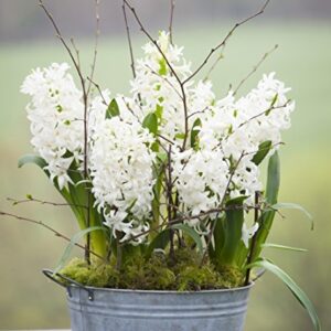 Carnegie White Hyacinth Bulbs - 8 Bulbs