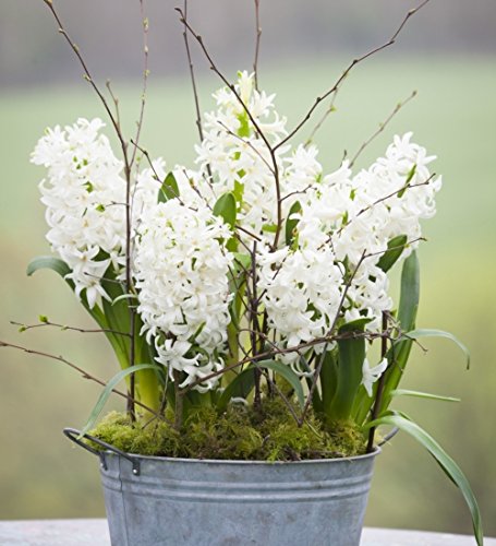 Carnegie White Hyacinth Bulbs - 8 Bulbs