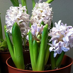 Carnegie White Hyacinth Bulbs - 8 Bulbs