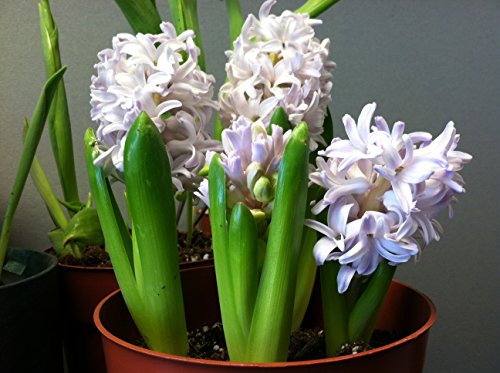 Carnegie White Hyacinth Bulbs - 8 Bulbs