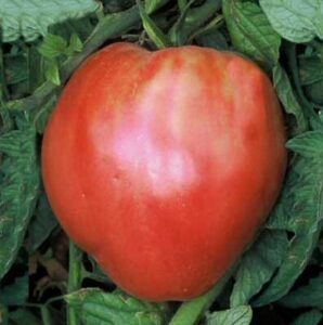 75+ pink oxheart tomato seeds- heirloom variety
