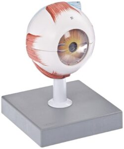 eisco human eye model - 3x enlarged - 7 parts labs