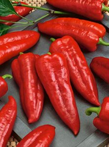 75+ marconi red pepper seeds- imported italian heirloom