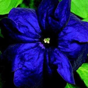 bravo blue petunia flower seed pack 100 stratisfied seeds
