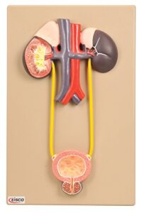 eisco labs urinary organs - kidney with bladder model, 15" x 9" approx.