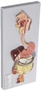 eisco labs human digestive system model, 2 parts, hand painted