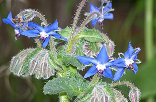 200+ Borage Seeds- Heirloom Herb Variety- by Ohio Heirloom Seeds