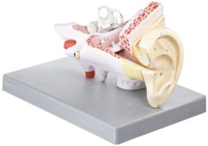 eisco labs human ear model, 2 times enlarged, 3 parts