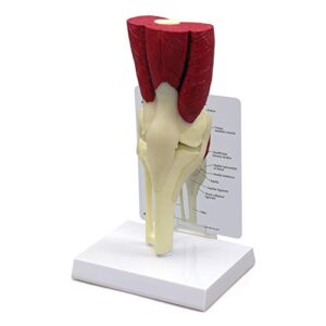 gpi anatomicals - muscled knee model, right knee joint with muscles model for human anatomy and physiology education, anatomy model for doctor's office and classrooms, medical study supplies