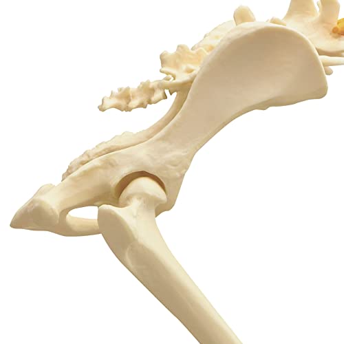 Gpi Anatomicals Canine Pelvis Model Normal And Osteoarthritic Hip