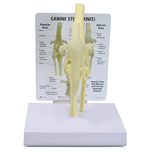 GPI Anatomicals - Canine Knee Model, Normal Knee Joint Replica for Canine Anatomy and Physiology Education, Anatomy Model for Veterinarian’s Offices and Classrooms, Medical Study Supplies