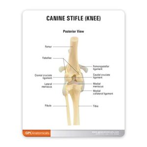 GPI Anatomicals - Canine Knee Model, Normal Knee Joint Replica for Canine Anatomy and Physiology Education, Anatomy Model for Veterinarian’s Offices and Classrooms, Medical Study Supplies