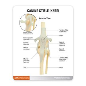 GPI Anatomicals - Canine Knee Model, Normal Knee Joint Replica for Canine Anatomy and Physiology Education, Anatomy Model for Veterinarian’s Offices and Classrooms, Medical Study Supplies