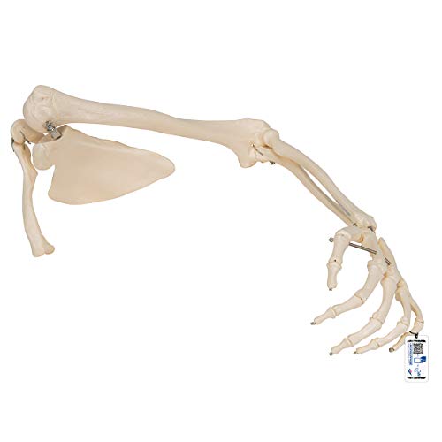 3B Scientific A46 Arm Skeleton w/Scapula and Clavicle - 3B Smart Anatomy