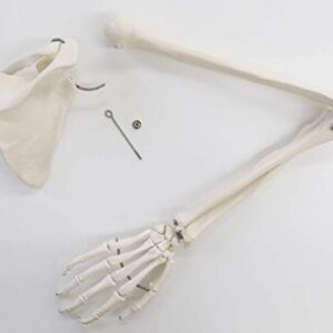 3B Scientific A46 Arm Skeleton w/Scapula and Clavicle - 3B Smart Anatomy