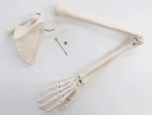 3B Scientific A46 Arm Skeleton w/Scapula and Clavicle - 3B Smart Anatomy