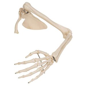 3B Scientific A46 Arm Skeleton w/Scapula and Clavicle - 3B Smart Anatomy