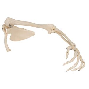 3B Scientific A46 Arm Skeleton w/Scapula and Clavicle - 3B Smart Anatomy