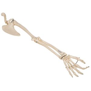 3B Scientific A46 Arm Skeleton w/Scapula and Clavicle - 3B Smart Anatomy