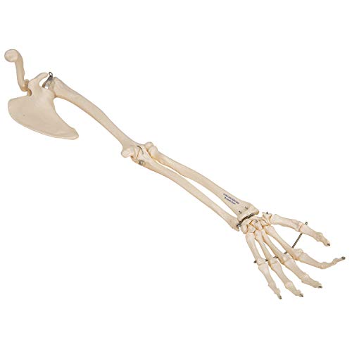 3B Scientific A46 Arm Skeleton w/Scapula and Clavicle - 3B Smart Anatomy