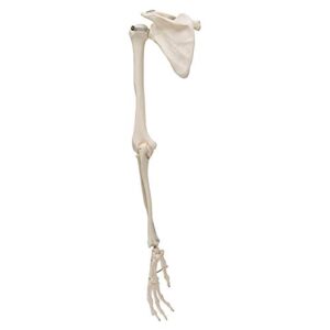 3B Scientific A46 Arm Skeleton w/Scapula and Clavicle - 3B Smart Anatomy