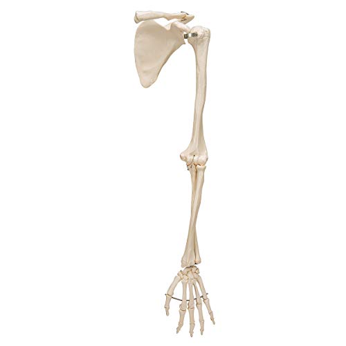 3B Scientific A46 Arm Skeleton w/Scapula and Clavicle - 3B Smart Anatomy