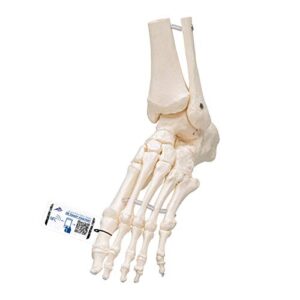 3b scientific a31/1 foot skeleton-flexibly w/portions of tibia- fibula - 3b smart anatomy