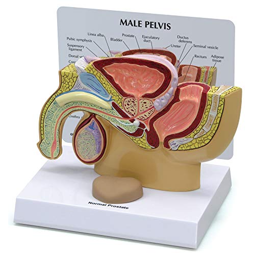 GPI Anatomicals - Male Pelvis Model | Human Body Anatomy Replica of Male Pelvis w/Separate Prostate for Doctors Office Educational Tool