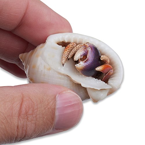 Live Pet Hermit Crab Complete Starter Kit - Shipped with 2 Live Crabs