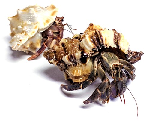 Live Pet Hermit Crab Complete Starter Kit - Shipped with 2 Live Crabs