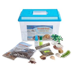 live pet hermit crab complete starter kit - shipped with 2 live crabs