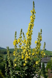 earthcare seeds great mullein verbascum thapsus 150 seeds heirloom- non gmo - open pollinated