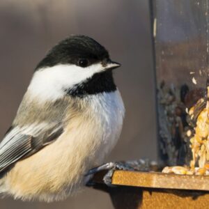 Audubon Park 12249 Wild Bird Food, 5-Pounds