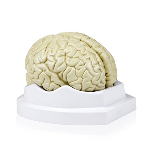 Walter Products B10401-3 Human Brain Model, Life Size, 3 Parts, 6 x 5 x 7.5 Inches