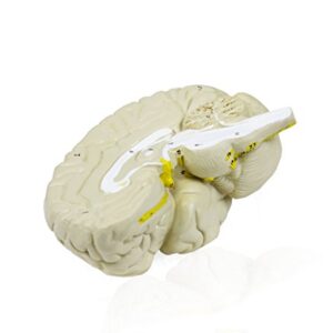 Walter Products B10401-3 Human Brain Model, Life Size, 3 Parts, 6 x 5 x 7.5 Inches