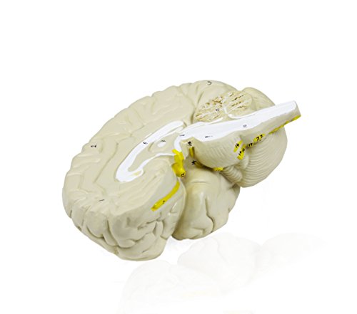 Walter Products B10401-3 Human Brain Model, Life Size, 3 Parts, 6 x 5 x 7.5 Inches