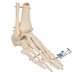 3b scientific a31 foot skeleton w/portions of tibia-fibula - 3b smart anatomy