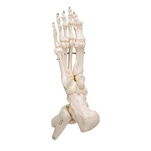 3B Scientific A31 Foot Skeleton w/portions of Tibia-Fibula - 3B Smart Anatomy