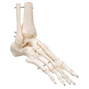 3B Scientific A31 Foot Skeleton w/portions of Tibia-Fibula - 3B Smart Anatomy