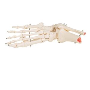 3B Scientific A31 Foot Skeleton w/portions of Tibia-Fibula - 3B Smart Anatomy