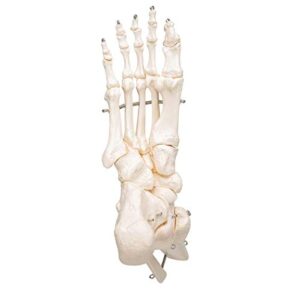 3B Scientific A31 Foot Skeleton w/portions of Tibia-Fibula - 3B Smart Anatomy