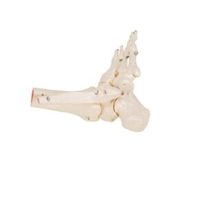 3B Scientific A31 Foot Skeleton w/portions of Tibia-Fibula - 3B Smart Anatomy