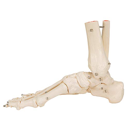 3B Scientific A31 Foot Skeleton w/portions of Tibia-Fibula - 3B Smart Anatomy