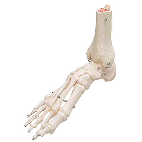 3B Scientific A31 Foot Skeleton w/portions of Tibia-Fibula - 3B Smart Anatomy