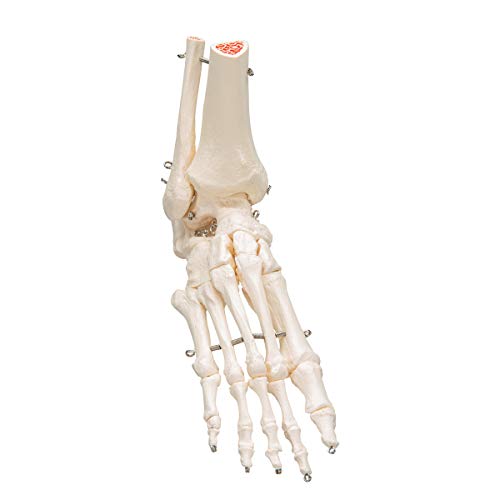 3B Scientific A31 Foot Skeleton w/portions of Tibia-Fibula - 3B Smart Anatomy